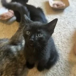 A baby small-sized male Black Domestic Long Hair cat named Goblin for adoption in Atlanta, GA