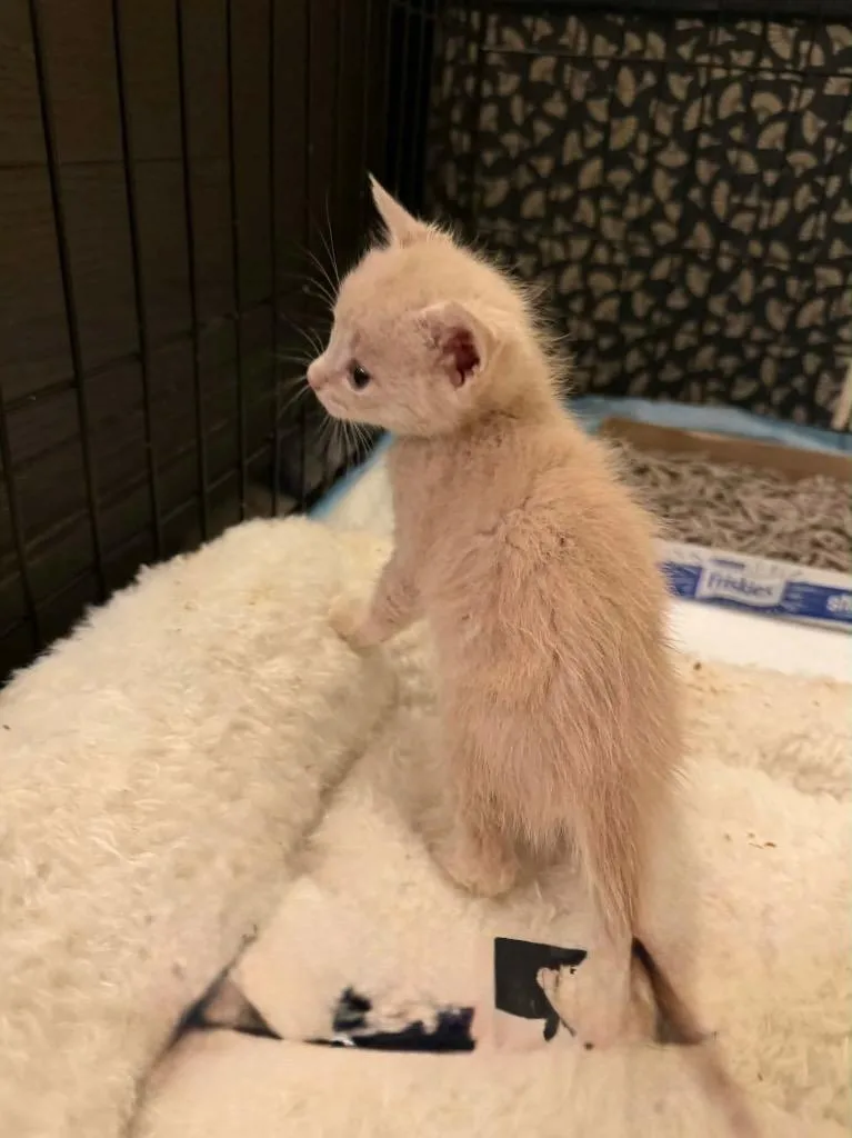 A baby medium-sized male Domestic Short Hair cat named Klaus fka Torrance for adoption in Tampa, FL