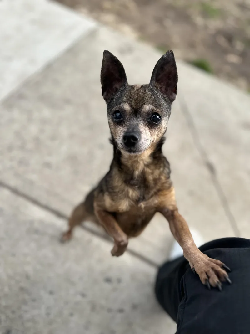 A senior small-sized male Black Chihuahua dog named Rocky for adoption in West Haven, CT