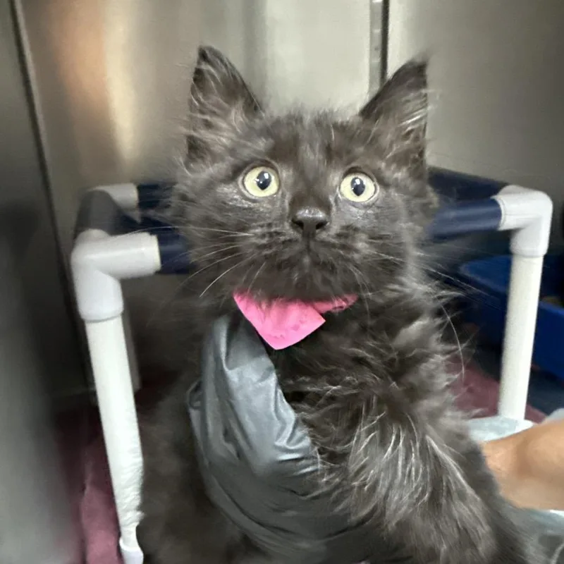 A baby small-sized female Black Domestic Medium Hair cat named Bastet for adoption in Lakeland, FL