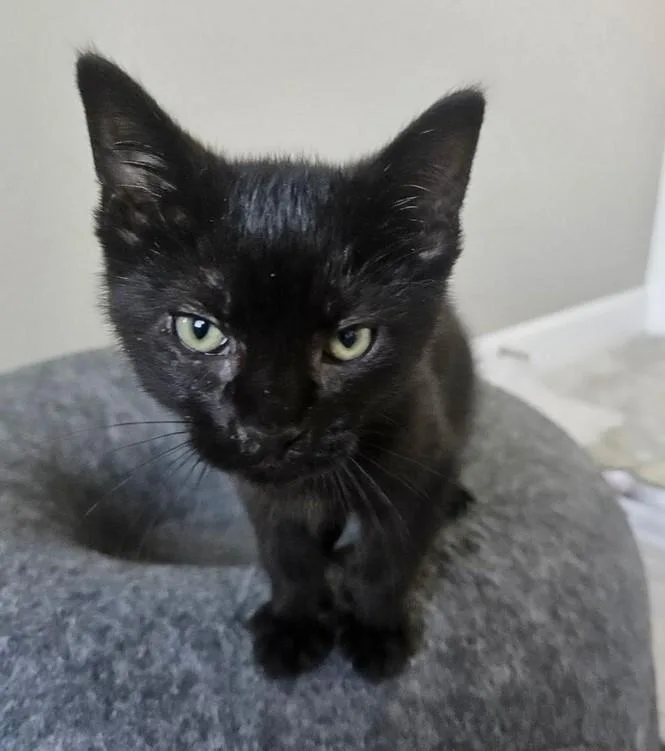 A baby medium-sized male Domestic Short Hair cat named Felix for adoption in Ontario, OR