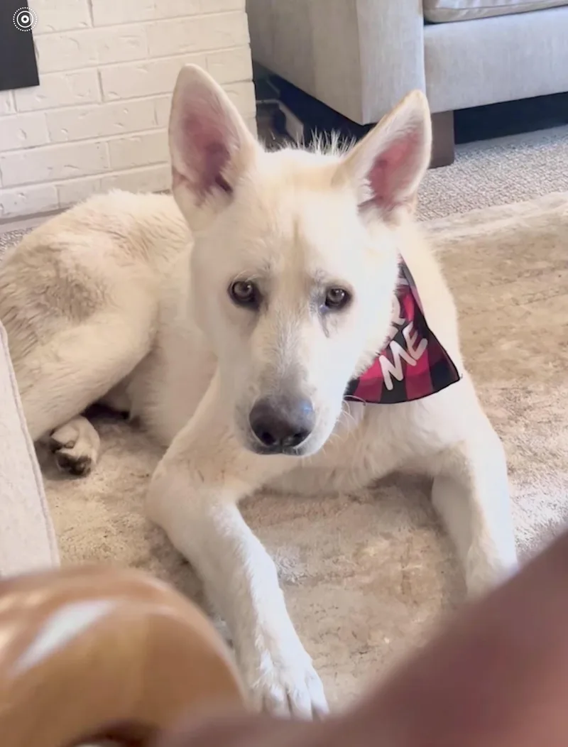 An adult large-sized male White / Cream White German Shepherd dog named Snowflake for adoption in Thornton, CO