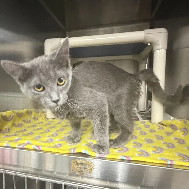 A young small-sized female Gray / Blue / Silver Domestic Short Hair cat named Haven for adoption in Marion, VA