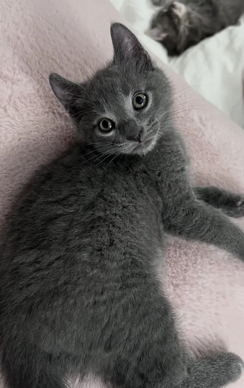 A baby small-sized male Domestic Short Hair cat named Onyx for adoption in Lockport, IL
