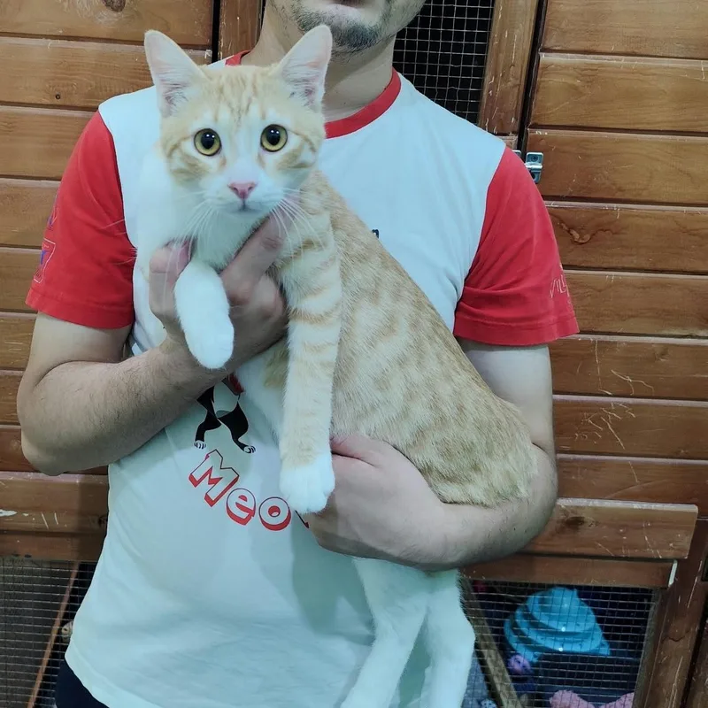 A young medium-sized male Orange & White Domestic Short Hair cat named Hermes & O'Mally for adoption in Waltham, MA