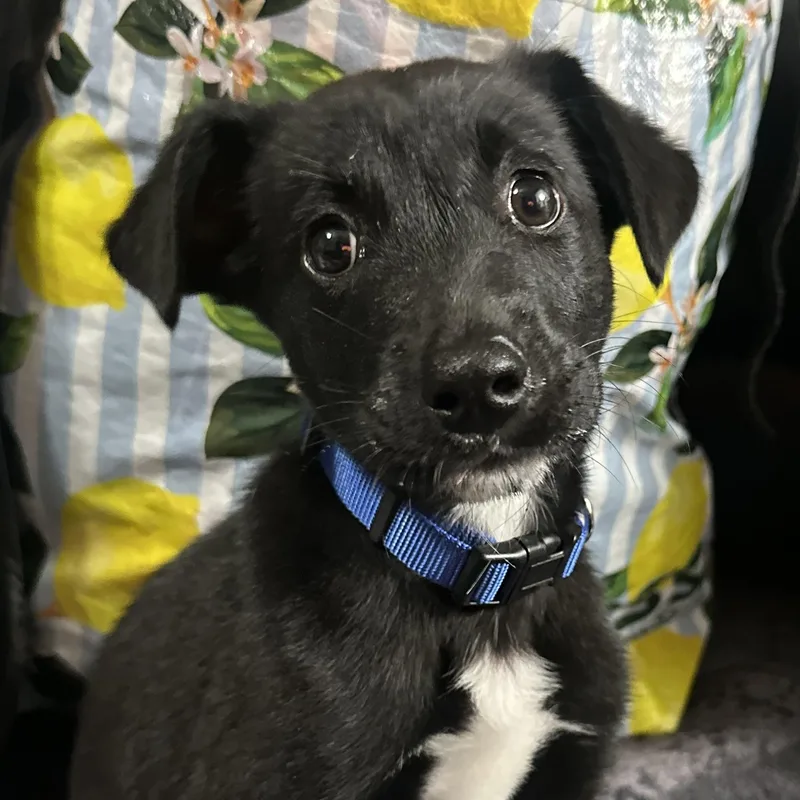A baby medium-sized male Border Collie dog named Jack for adoption in Richmond, VA