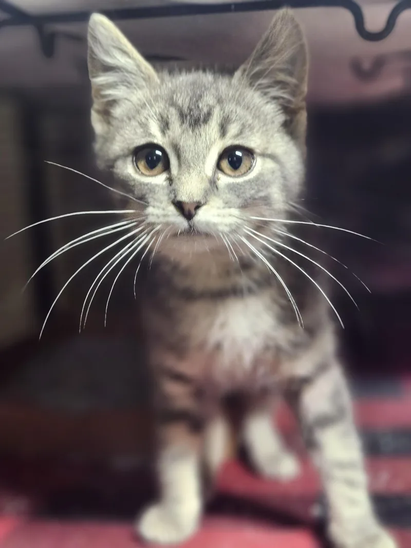 Peanut Butter And Jelly thumbnail 3