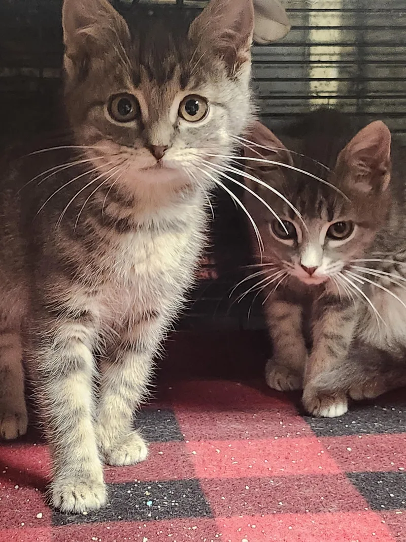 Peanut Butter And Jelly thumbnail 4