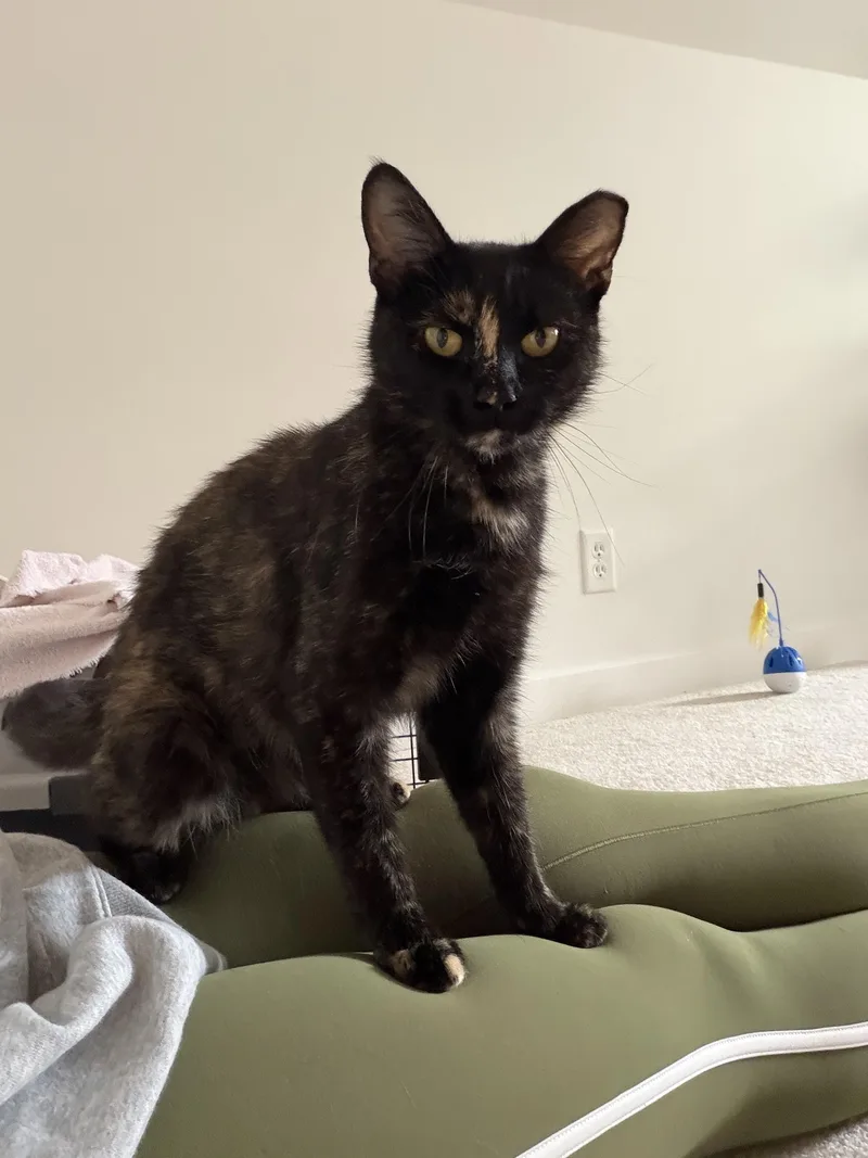 A young medium-sized female Tortoiseshell Domestic Short Hair cat named Abigail for adoption in Milwaukee, WI