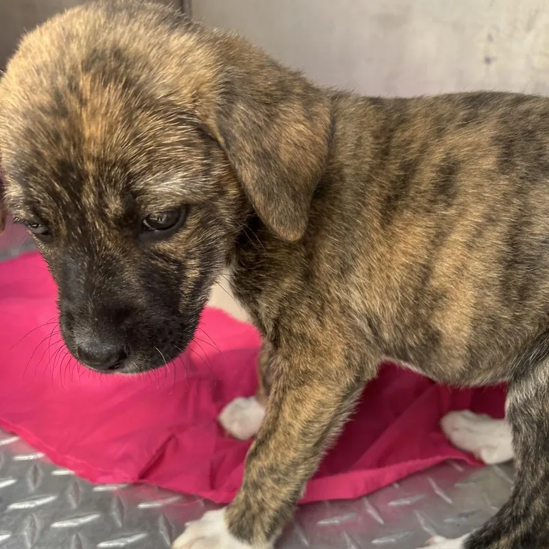 A baby medium-sized female Brindle Boxer dog named Ellie Mae for adoption in Greensboro, NC