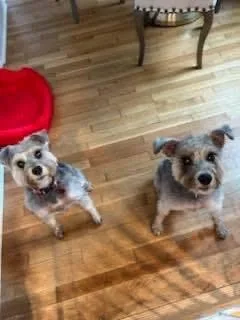 Dexter And Sofie
