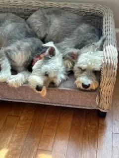 Dexter And Sofie thumbnail 3