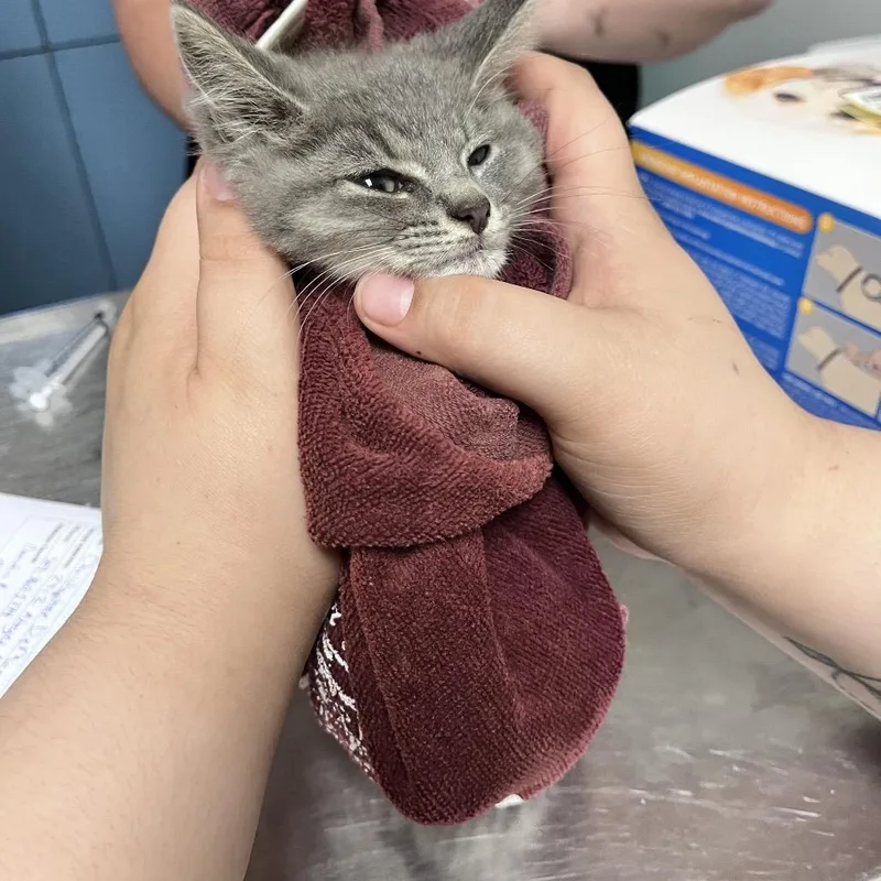 A baby small-sized female Gray / Blue / Silver Domestic Short Hair cat named Ampersand& for adoption in Charleston, WV