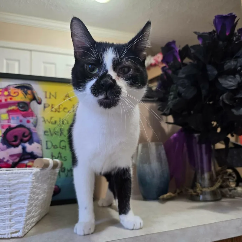 An adult medium-sized male Black & White / Tuxedo Domestic Short Hair cat named Steen for adoption in Greensburg, PA