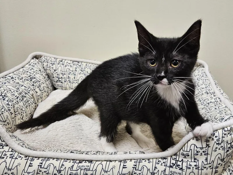 A baby small-sized male Domestic Short Hair cat named Aragorn for adoption in Fremont, OH
