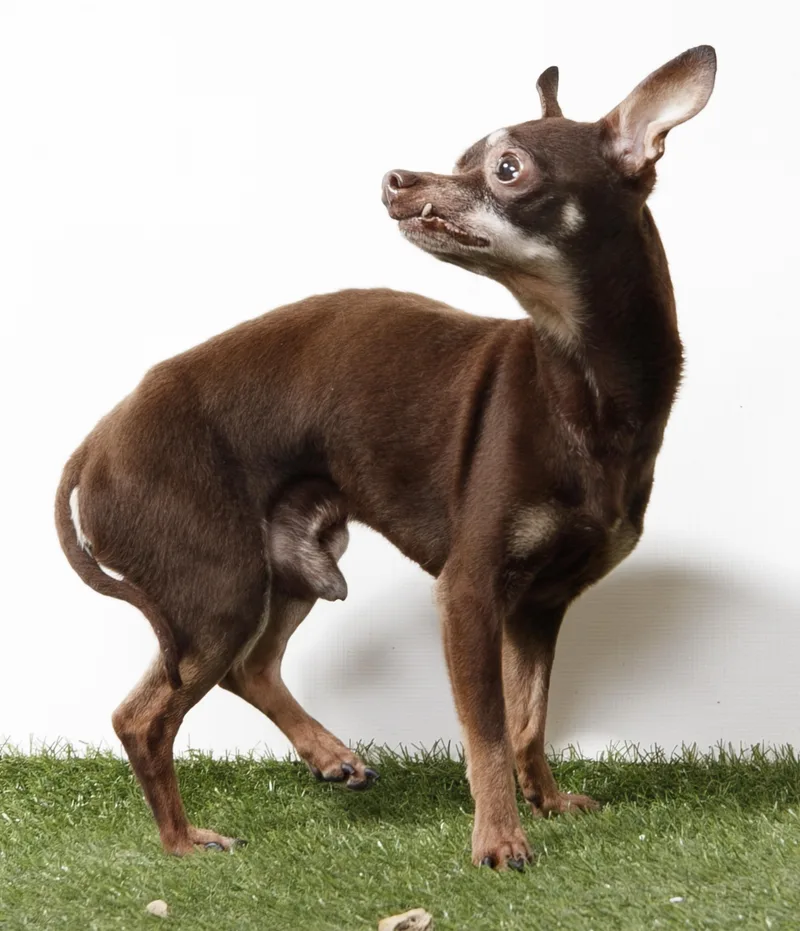 A senior small-sized male Chihuahua dog named Dexter for adoption in Harvey , LA