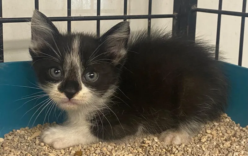 A baby small-sized male Domestic Short Hair cat named Sigma for adoption in Lockhart, TX