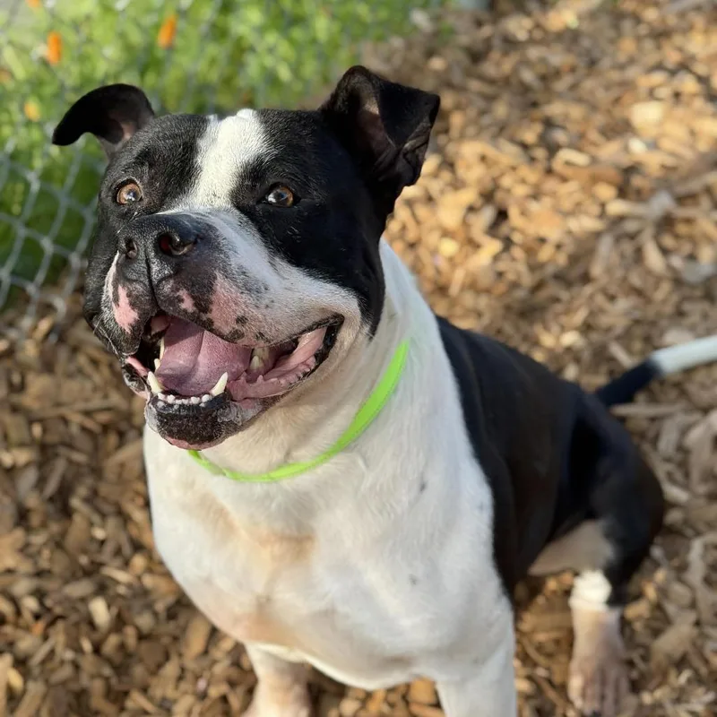 An adult large-sized male Black Pit Bull Terrier dog named Andre for adoption in Tacoma, WA