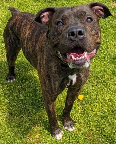 An adult medium-sized male Boxer dog named Lagoon for adoption in Akron, OH