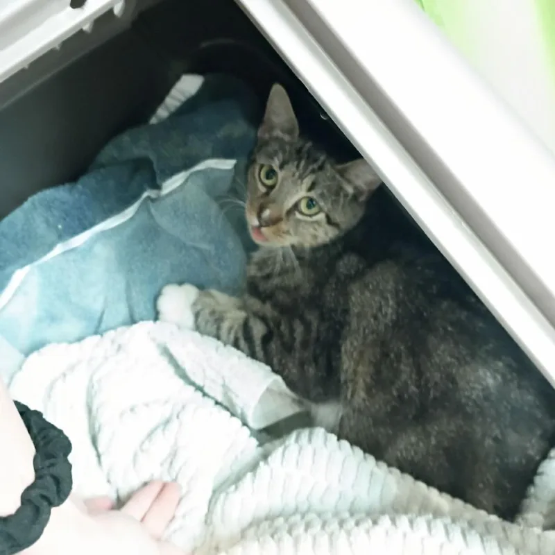 A young small-sized female Brown / Chocolate Domestic Short Hair cat named Kormir for adoption in Lynchburg, VA