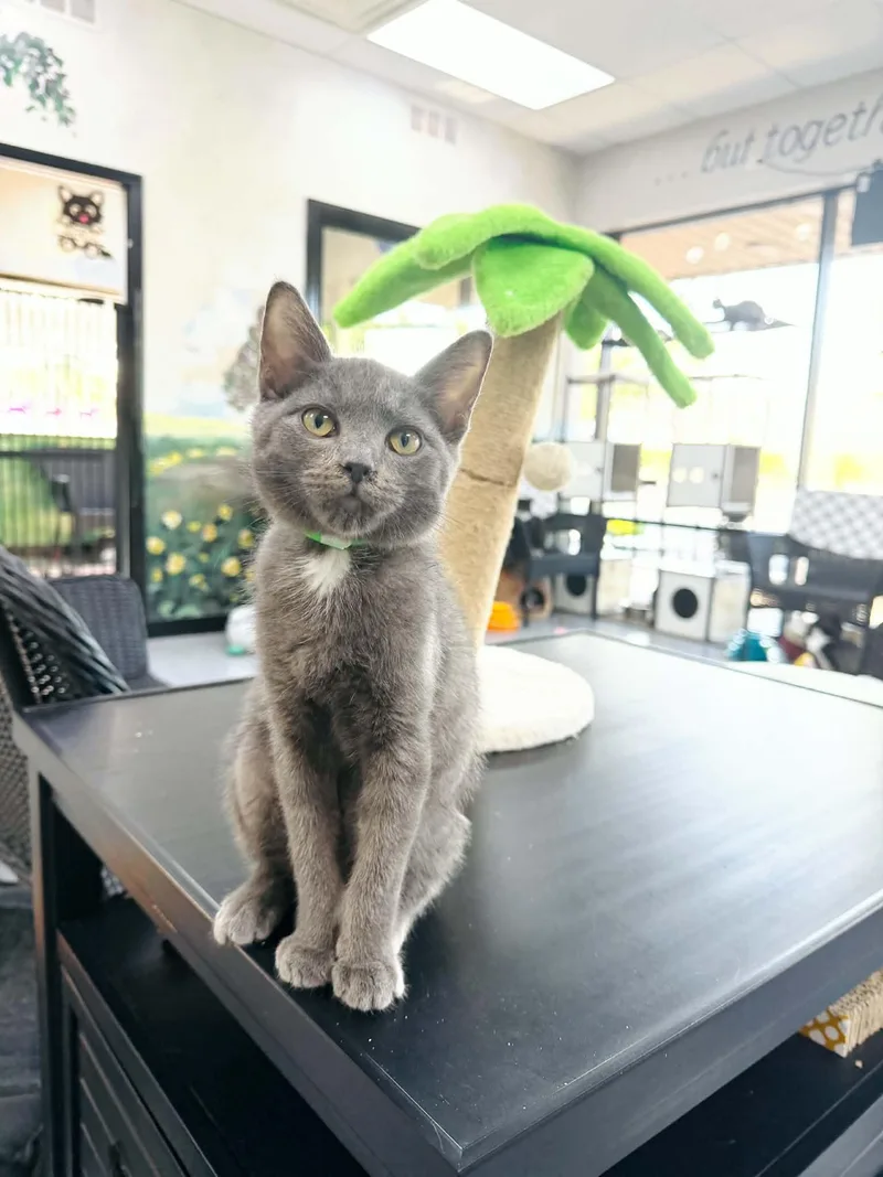 A young medium-sized male Gray & White Russian Blue cat named Myka for adoption in Tavares, FL