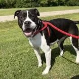 An adult large-sized male Black Boxer dog named Brandon for adoption in Hilliard, OH