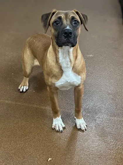 An adult medium-sized male Yellow / Tan / Blond / Fawn Boxer dog named Alburt for adoption in Winfield, KS
