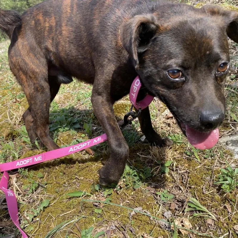 An adult medium-sized male Brown / Chocolate Pit Bull Terrier dog named Ravioli for adoption in Caryville, TN