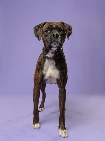 An adult medium-sized female Boxer dog named Bella for adoption in Atlanta, GA