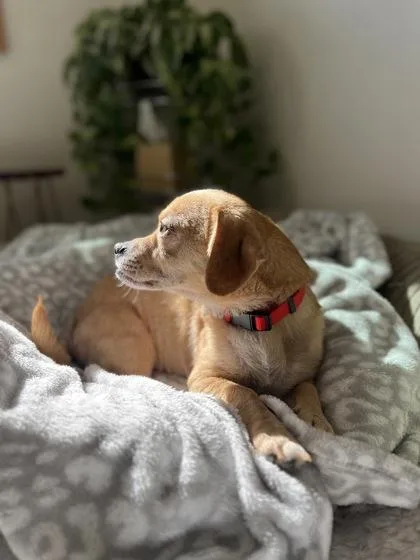 An adult small-sized male Mixed Breed dog named Simon for adoption in Traverse City, MI