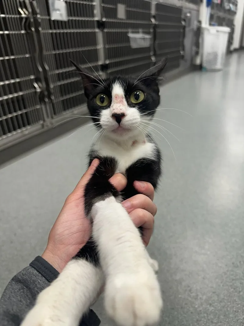 A young medium-sized female Black & White / Tuxedo Domestic Short Hair cat named Twilight for adoption in Cypress, TX