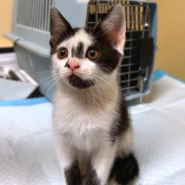 A baby small-sized female White Domestic Short Hair cat named Green Tea for adoption in Woodinville, WA
