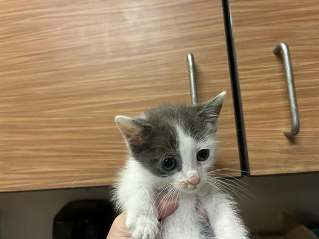 A baby small-sized male Domestic Medium Hair cat named Domino for adoption in Modesto, CA
