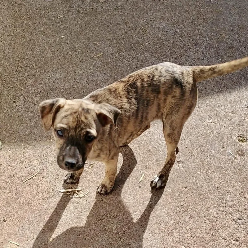 A baby small-sized female Brindle Chihuahua dog named Jimmie for adoption in Amarillo, TX