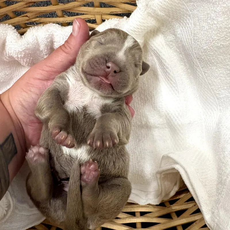 A baby medium-sized female Bicolor Pit Bull Terrier dog named Patsy for adoption in North Bend, OR