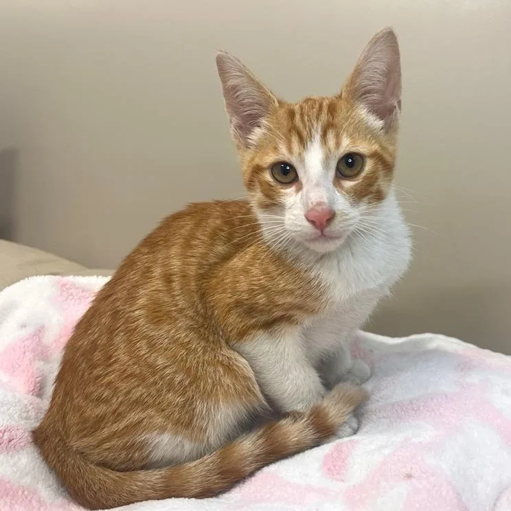 A baby small-sized male Domestic Short Hair cat named Madagascar for adoption in Los Angeles, CA
