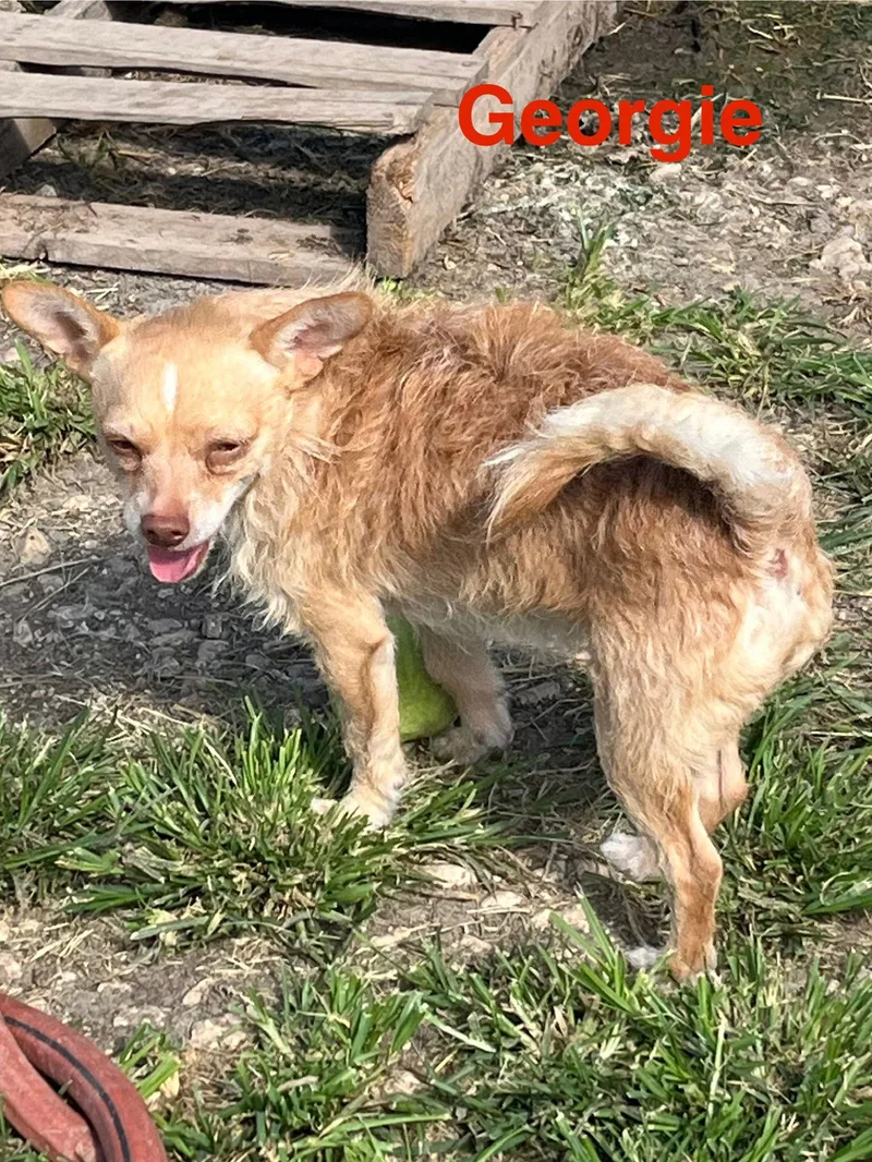Georgie