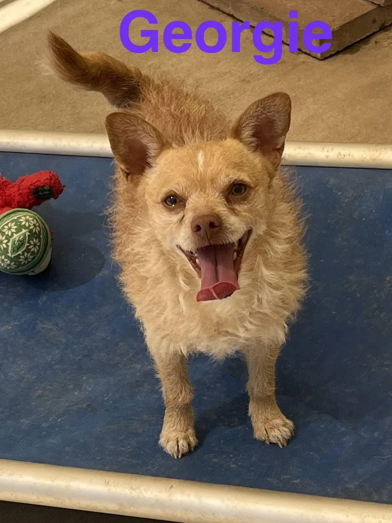 Georgie thumbnail 2