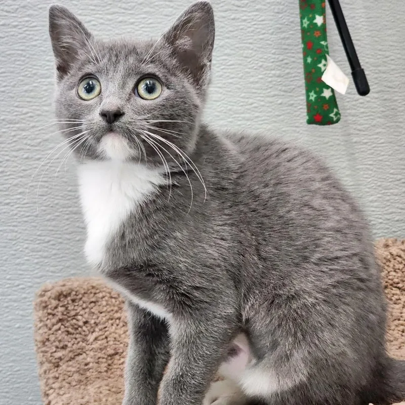 A baby small-sized female Gray / Blue / Silver Domestic Short Hair cat named Electra for adoption in League City, TX