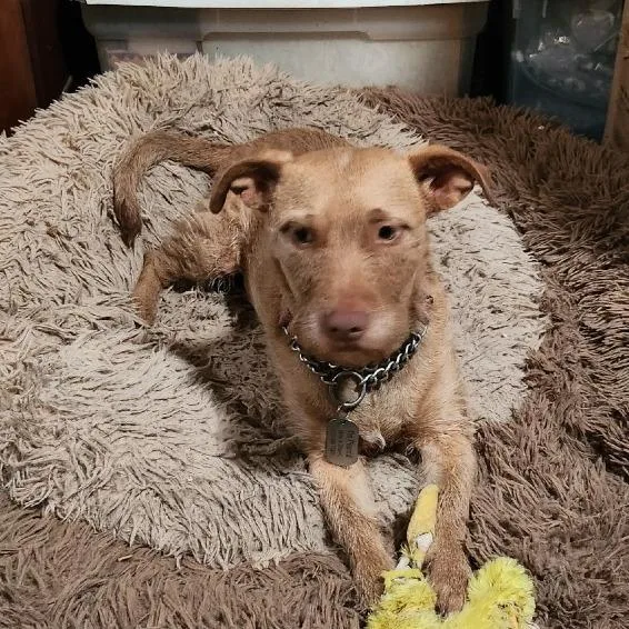 White Pine thumbnail 2