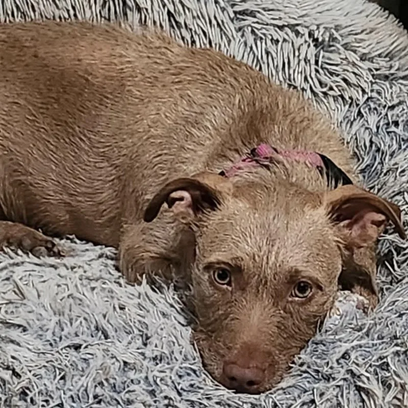 White Pine thumbnail 3