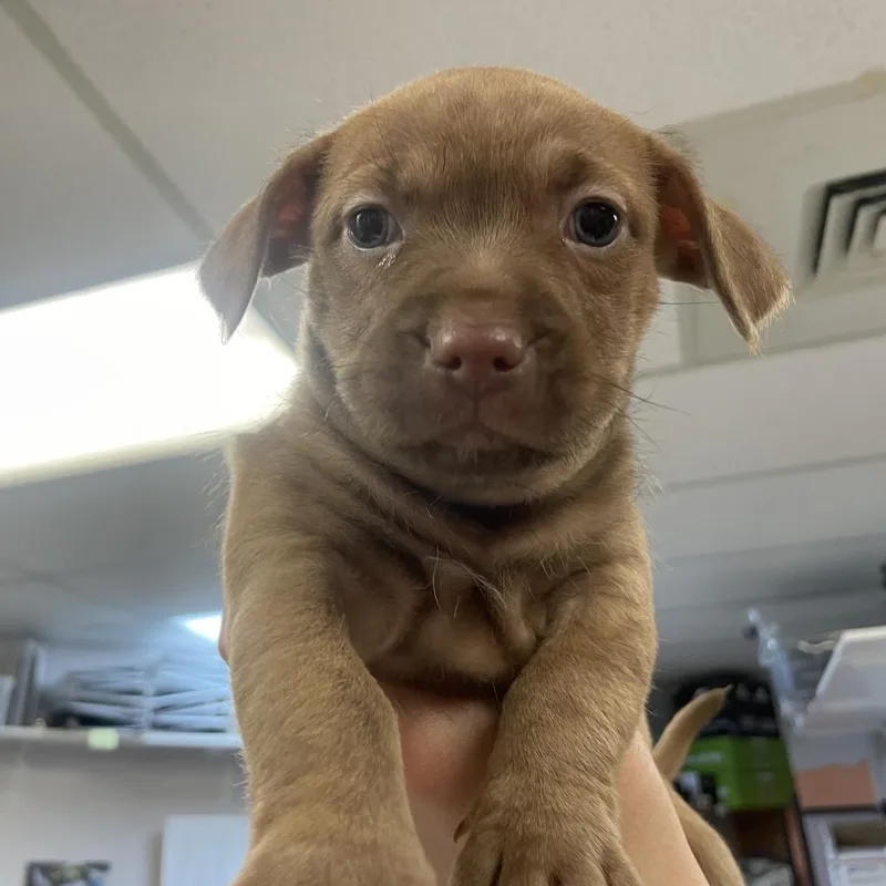 White Pine thumbnail 4