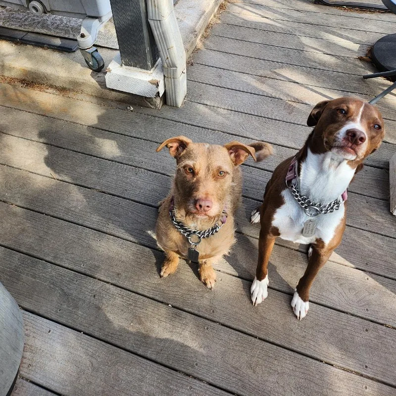 White Pine thumbnail 5