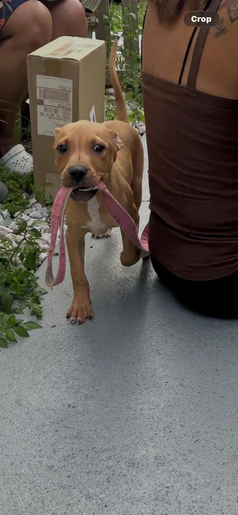 A baby medium-sized male Yellow / Tan / Blond / Fawn Pointer dog named Sammy for adoption in Coconut Creek, FL
