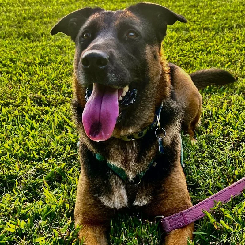 An adult medium-sized female Yellow / Tan / Blond / Fawn Mixed Breed dog named Maddie for adoption in Alexandria, VA