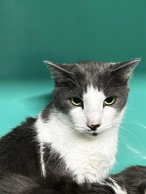 A young medium-sized male Domestic Short Hair cat named Max yrs for adoption in Sterling, MA