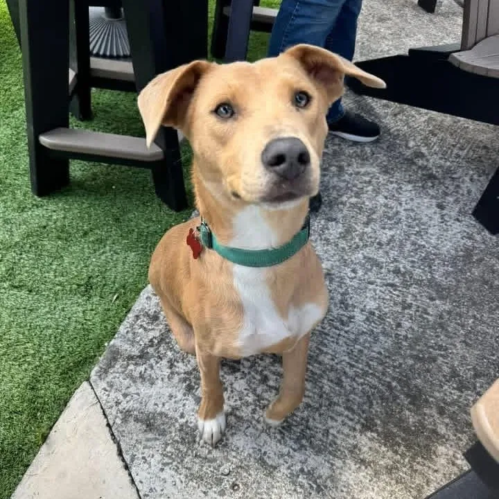 A young medium-sized male Yellow / Tan / Blond / Fawn German Shepherd Dog dog named Marlo the Adventure Buddy for adoption in Houston, TX