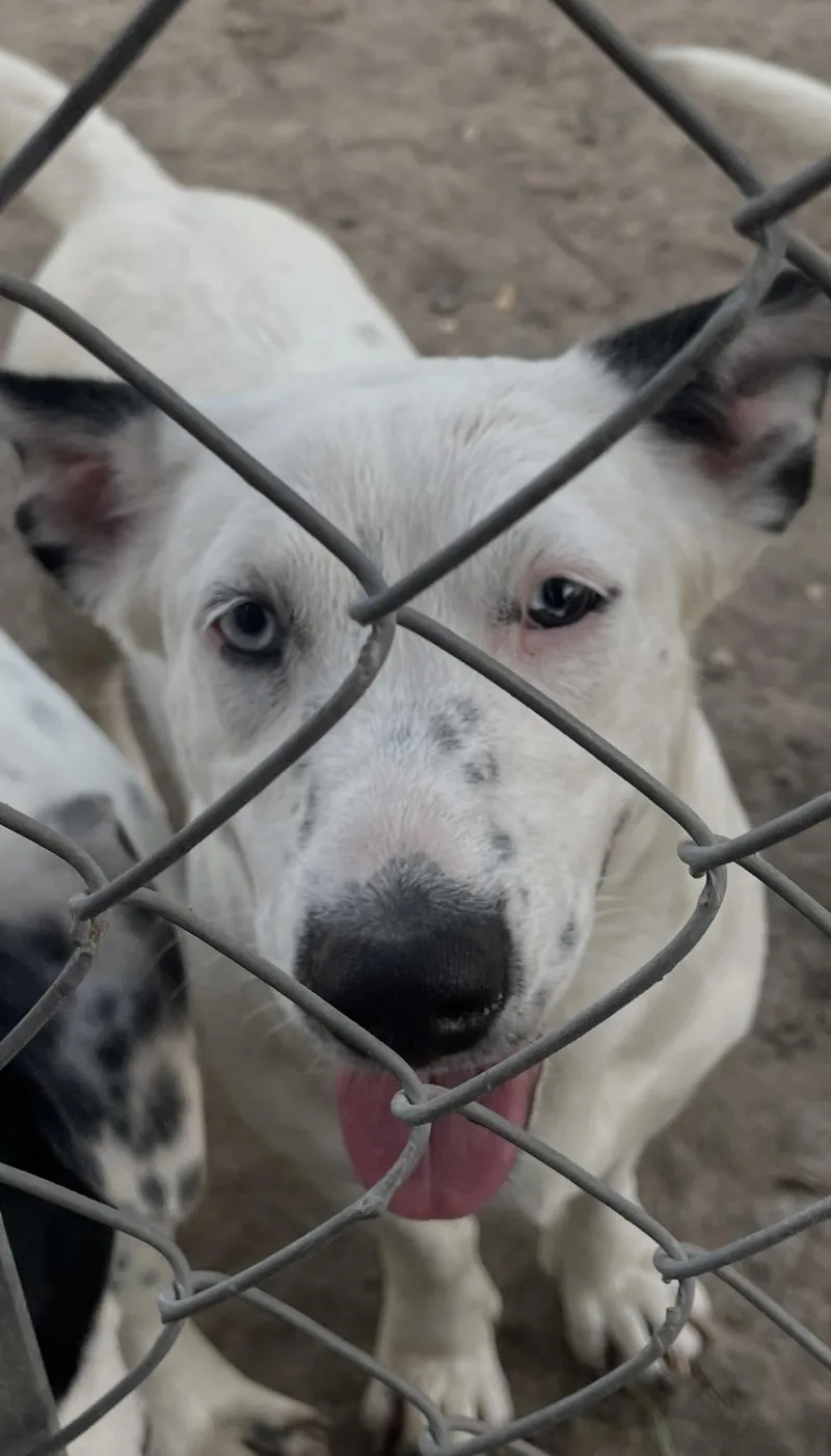 A baby medium-sized female White / Cream Mixed Breed dog named Blue for adoption in Paramus, NJ