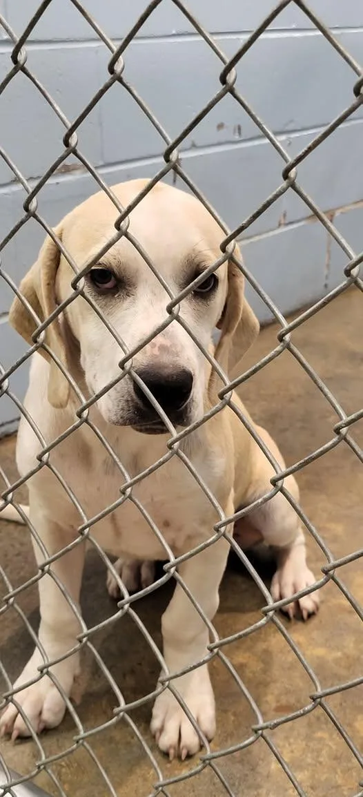 A baby medium-sized male Yellow / Tan / Blond / Fawn Basset Hound dog named Otis for adoption in Marion, MS