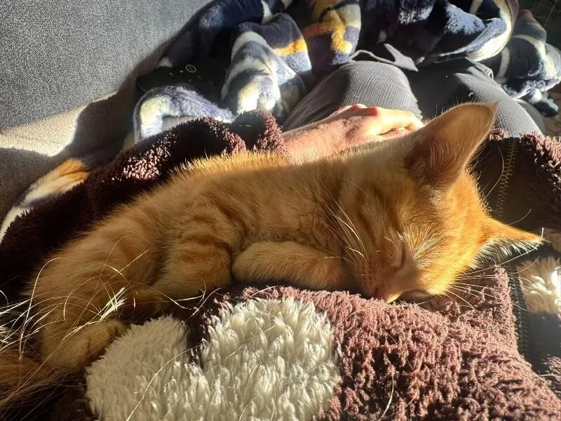 A baby small-sized male Tabby (Orange / Red) Domestic Short Hair cat named Tiger Shark for adoption in Fruit Heights, UT